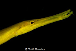 Trumpetfish by Todd Moseley 